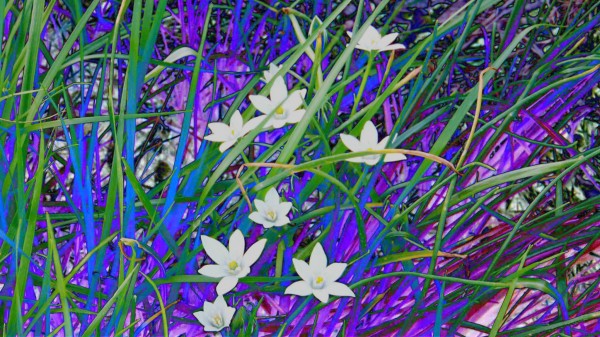 blueeweeds Print