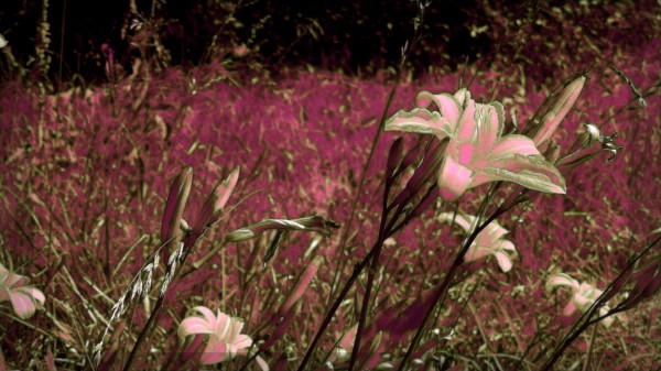 olderpicsummer22 Print
