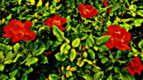 roselooking Print