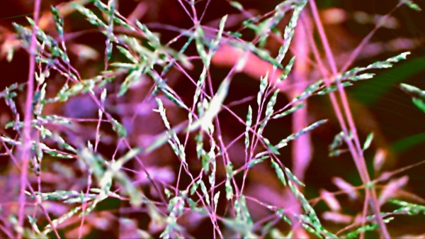 weeds Print