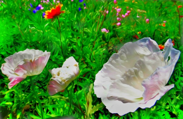 whiteflower Print