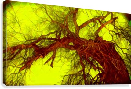 100yearoldtreeNUMBERtwo Canvas Print