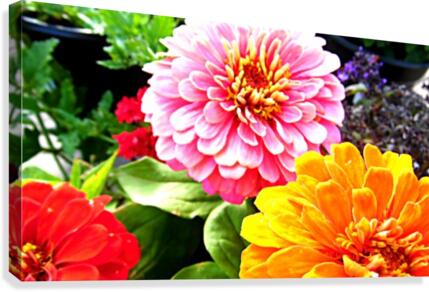No Edit Canvas Print