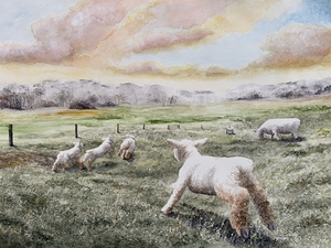 Lamb Races
