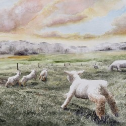Lamb Races