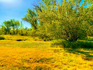 Land of green