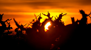 Eye of Dusk