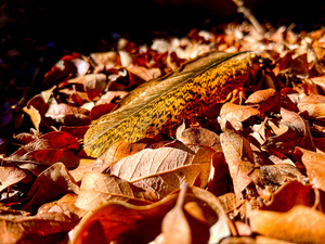 Feather