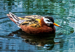 Swimming Bird
