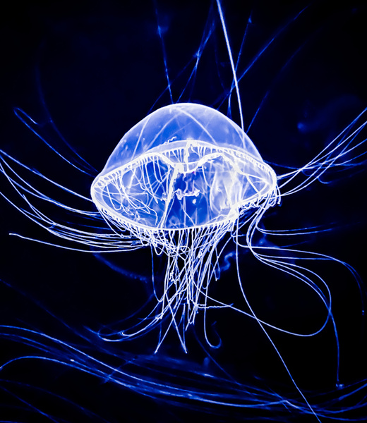 Jelly Fish Print