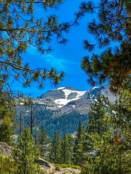 Mountain Through the Trees Print