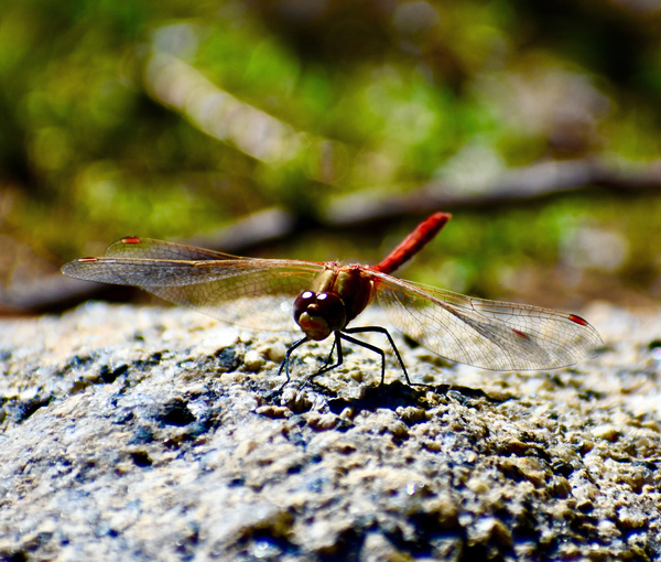 Mr Dragonfly Print