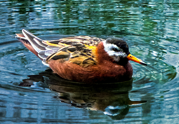 Swimming Bird Print