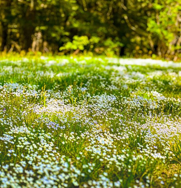 The Meadow Print
