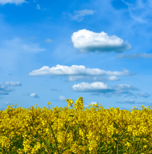 Yellow Fields Print