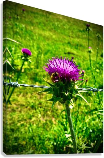 Sharpe Canvas Print