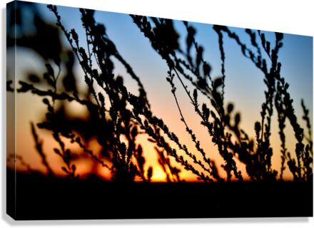 Day’s End Canvas Print
