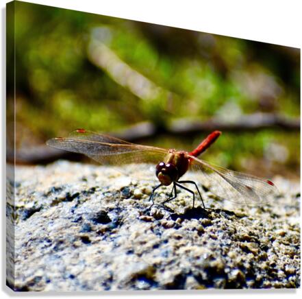Mr Dragonfly Canvas Print