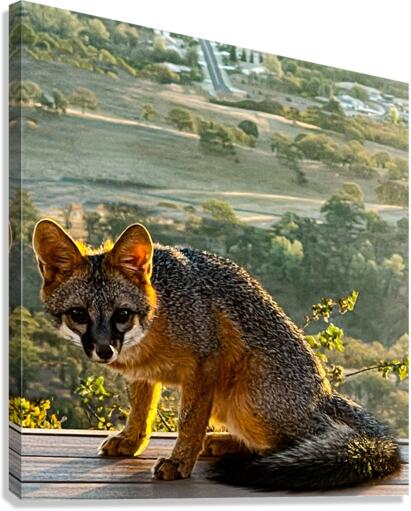 Mr Fox Canvas Print