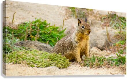 Beach Squarrel Canvas Print