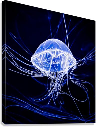 Jelly Fish Canvas Print