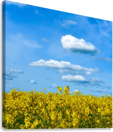 Yellow Fields Canvas Print