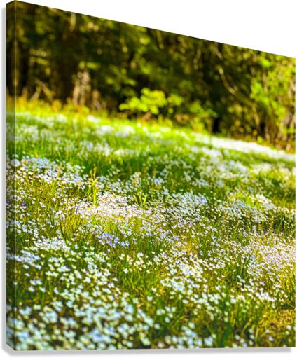 The Meadow Canvas Print
