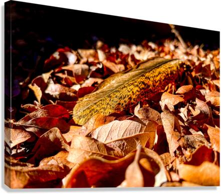 Feather Canvas Print