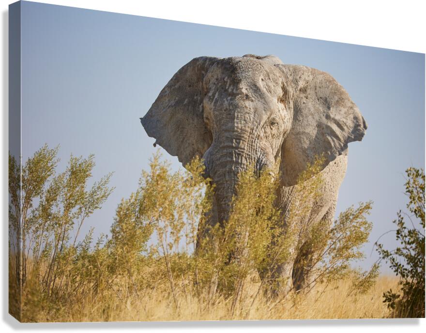 Savanna Canvas Print