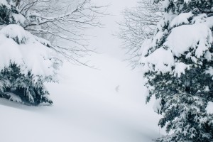 Entre les arbres