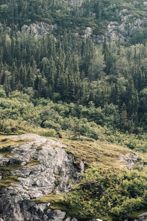 Foret du fjord
