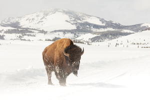 A bull bison on a windy day