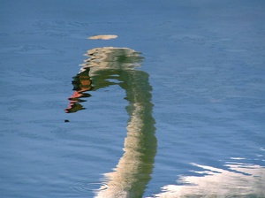 SwanReflects