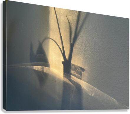 Alive5 2 Canvas Print