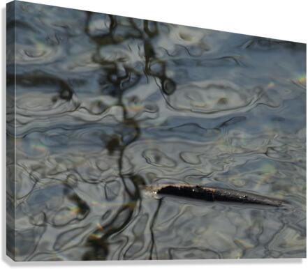ChatPond5 Canvas Print