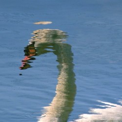 SwanReflects