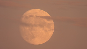 9-18-21 98% Harvest Moon