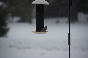 Redpoll