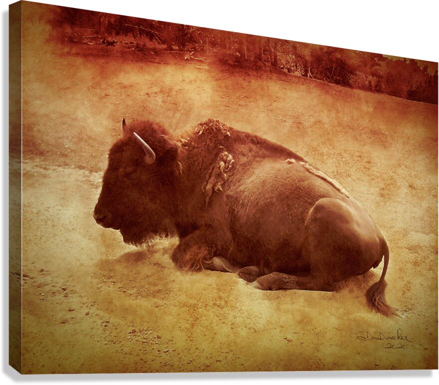 Buffalo Canvas Print
