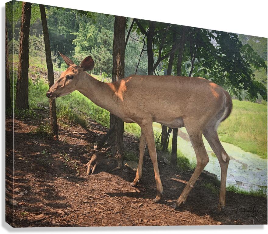 Deer Canvas Print