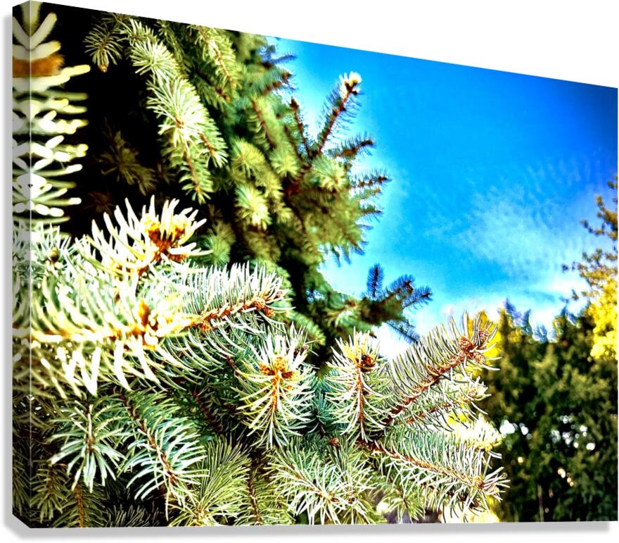 IMG 1815 Canvas Print