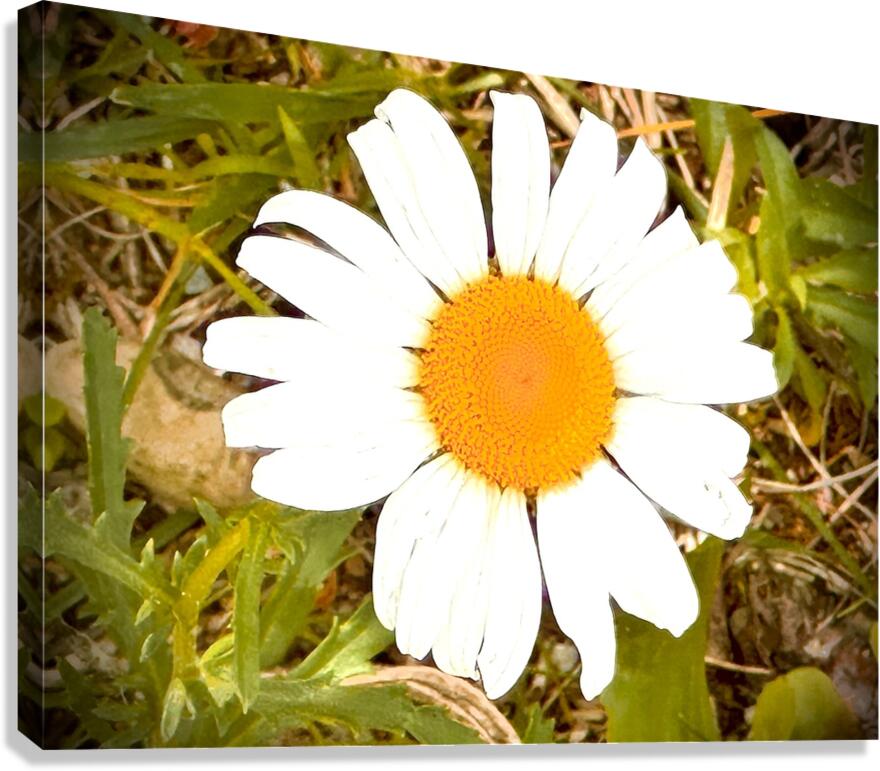 IMG 0734 Canvas Print
