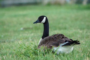 canada goose
