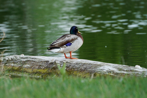 duck by pond