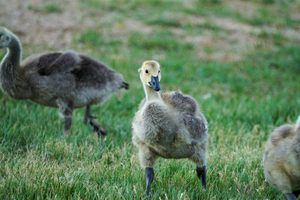 baby goose