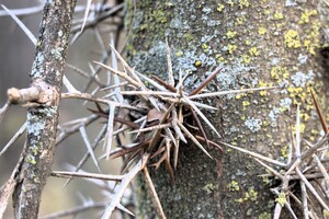 Thorns