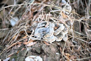 Fungus