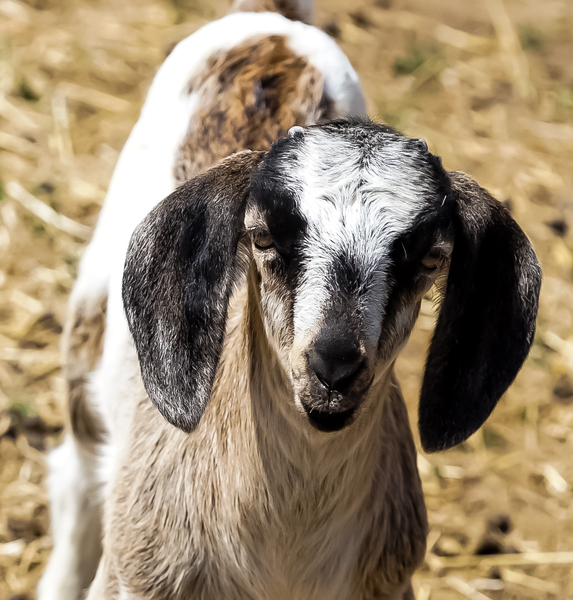 goat 2 Print