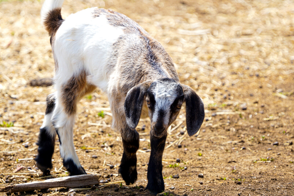 goat 1 Print