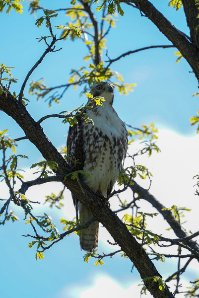 hawk 1 Print